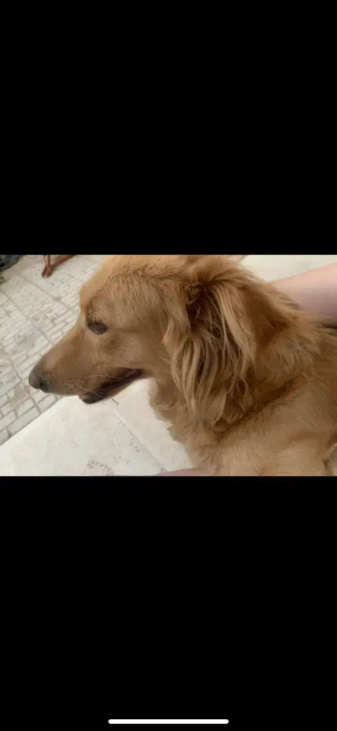 سگ گمشده|حیوانات|تایباد, |دیوار