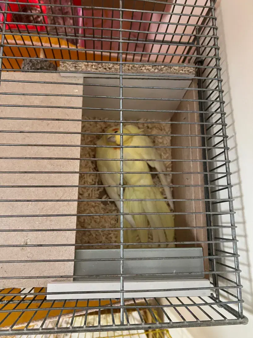 عروس هلندی لوتینو مولد|پرنده|فولادشهر, مسکن مهر فولادشهر|دیوار