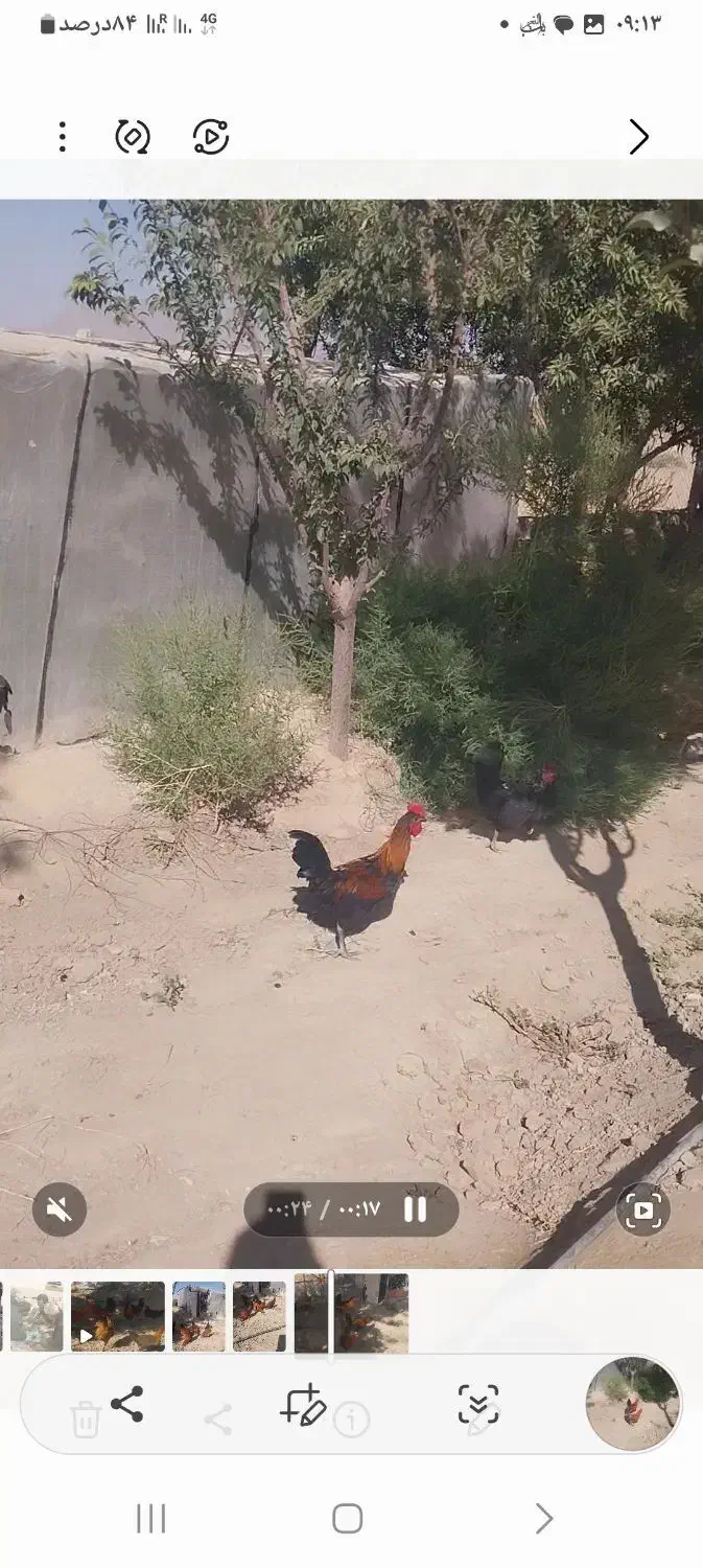 فروش خروس گلین|حیوانات مزرعه|مهاجران, |دیوار