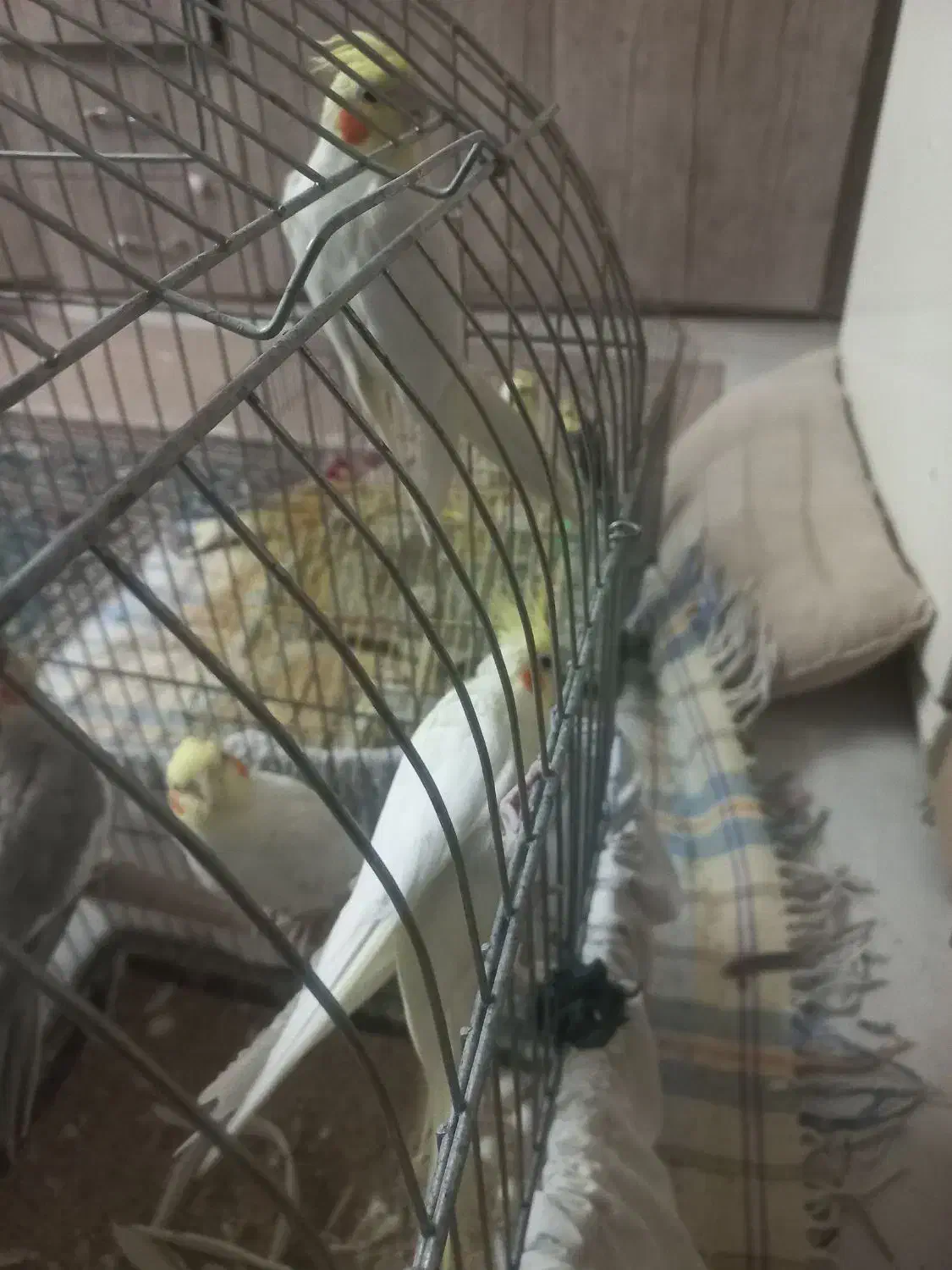 طوطی عروس|پرنده|خرمشهر, |دیوار