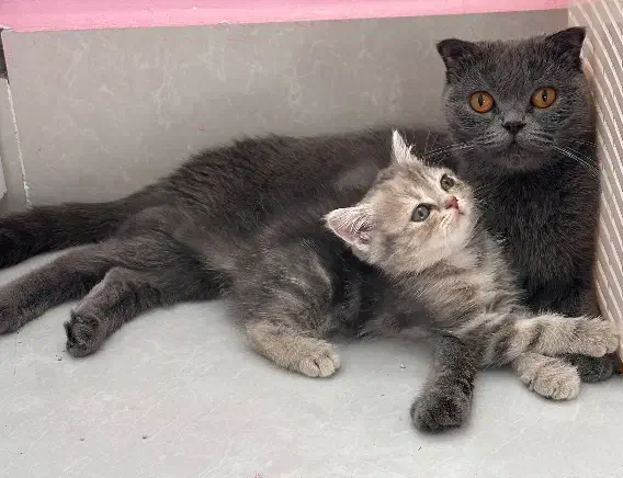 واگذاری بچه گربه اسکاتیش آنفولد (تبی گلد)|گربه|سنندج, |دیوار