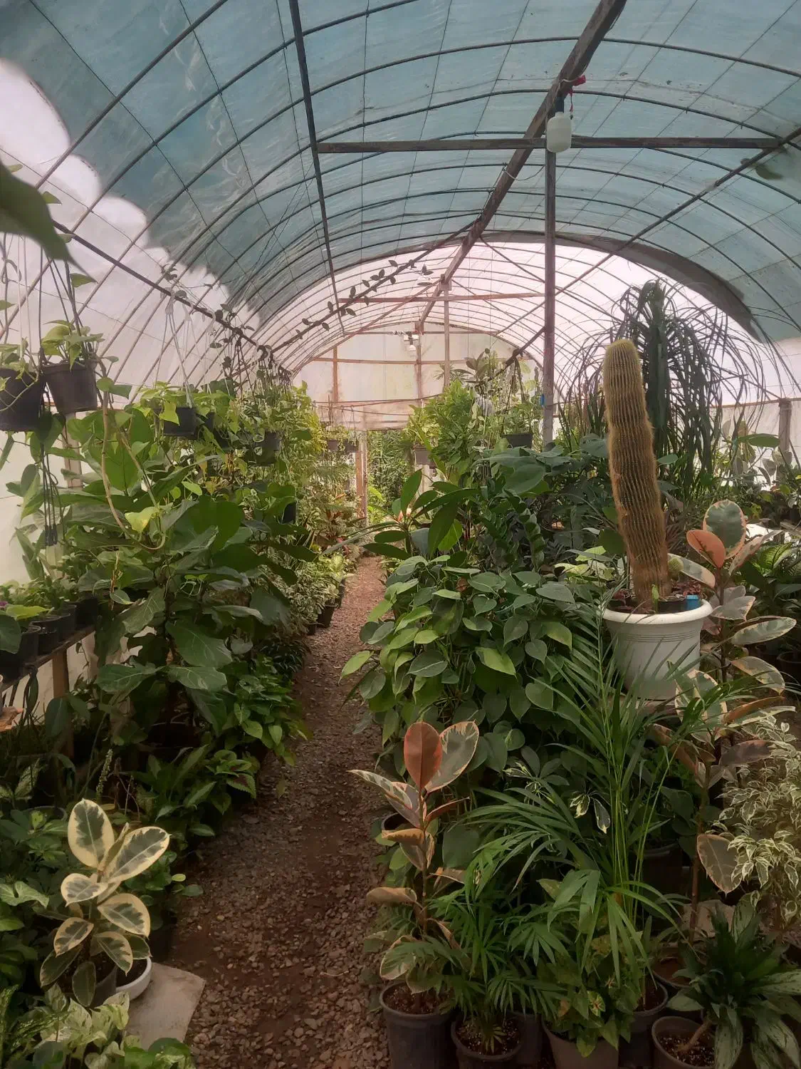 گلکده سام سیاهکل|گل و گیاه طبیعی|سیاهکل, |دیوار