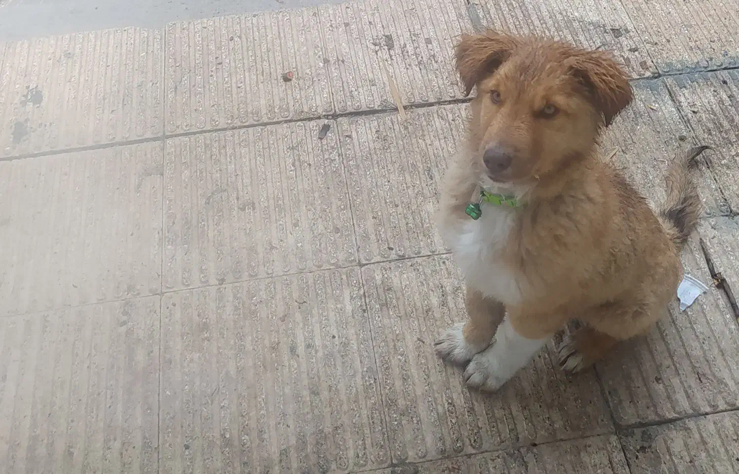 سگ -نگهبان-باهوش|سگ|سراجو, |دیوار