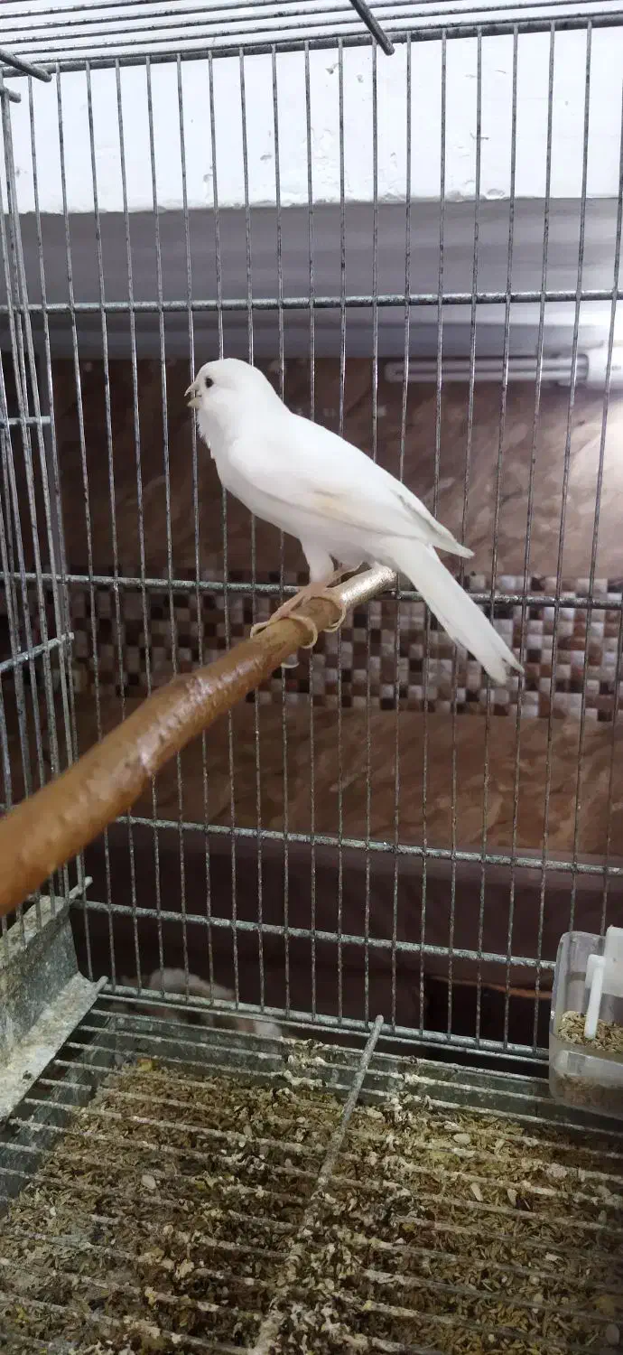 عروس هلندی سخنگو مولد با جوجه قناری نر بخون|پرنده|تهران, جوادیه|دیوار