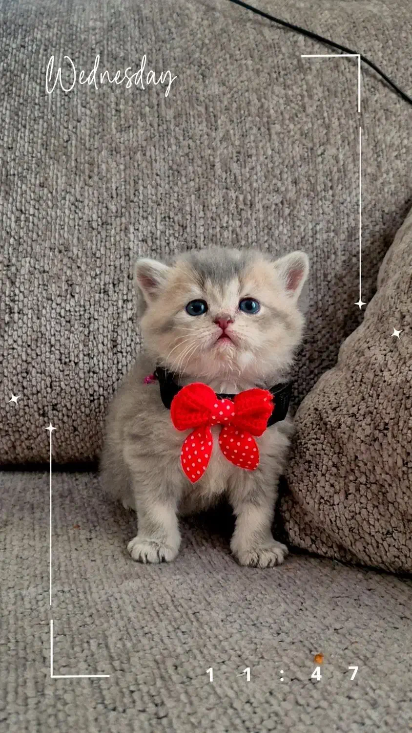 بریتیش بلو گلد|گربه|کرج, فاز ۲ مهرشهر|دیوار