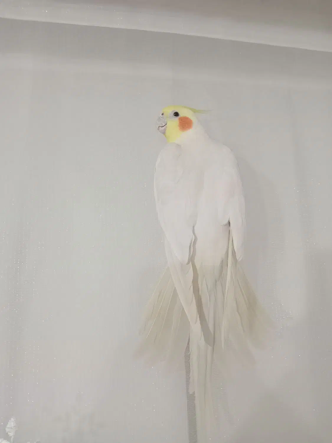 عروس هلندی|پرنده|آذرشهر, |دیوار