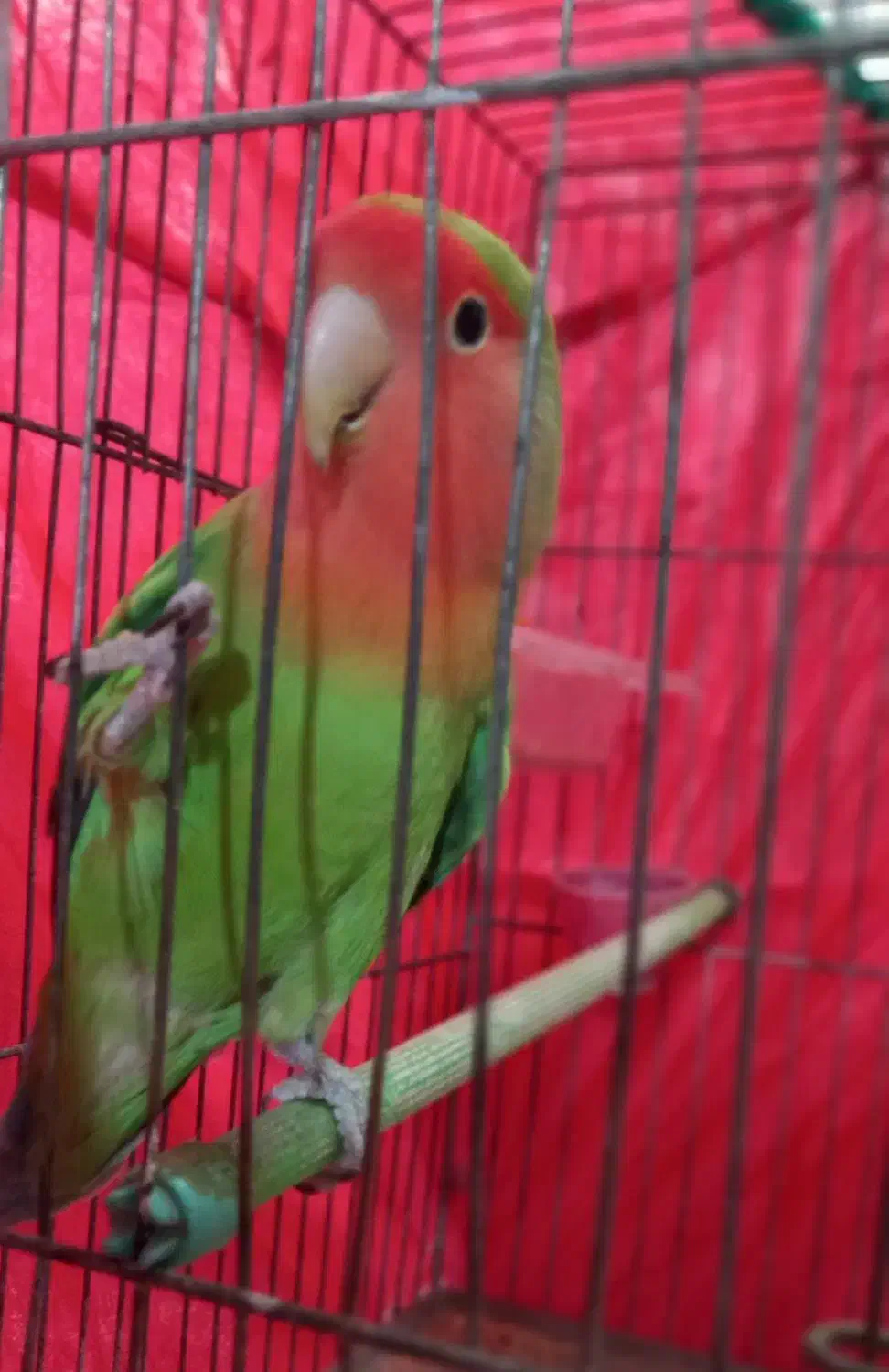 طوطی برزیلی|پرنده|تاکستان, |دیوار