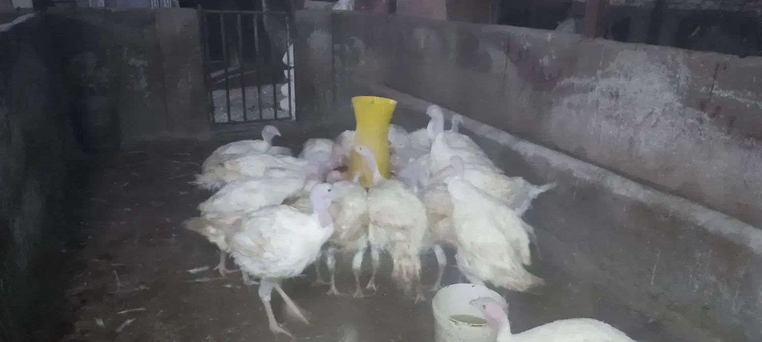 بوقلمون بیوتی 6|حیوانات مزرعه|سبزوار, قصبه غربی|دیوار