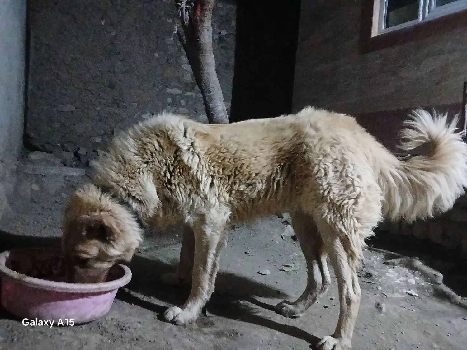 سگ سرابی نر ۱۱ماهه|سگ|خلخال, |دیوار