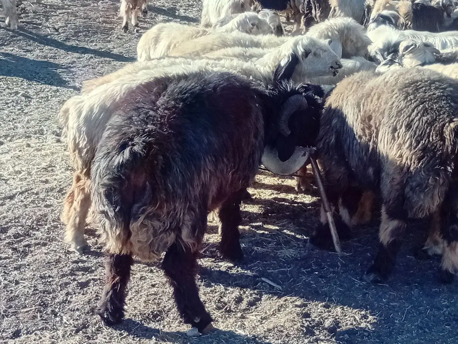 قوچ بختیاری|حیوانات مزرعه|صمصامی, |دیوار