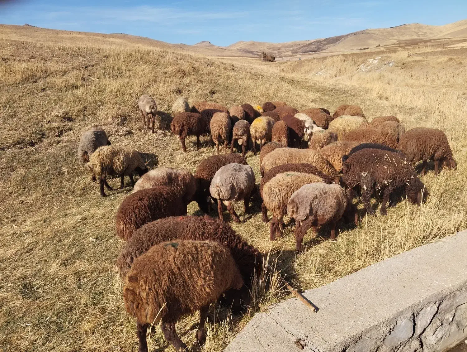 گوسفندا نر  درجه یک باب داشت|حیوانات مزرعه|بلبان آباد, |دیوار