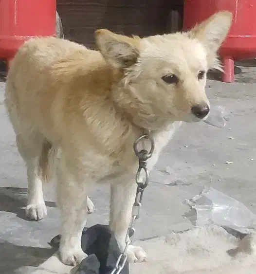 فروش  سگ آپارتمانی(اشپیتزـتریر۳س،۲س|سگ|مهریز, |دیوار