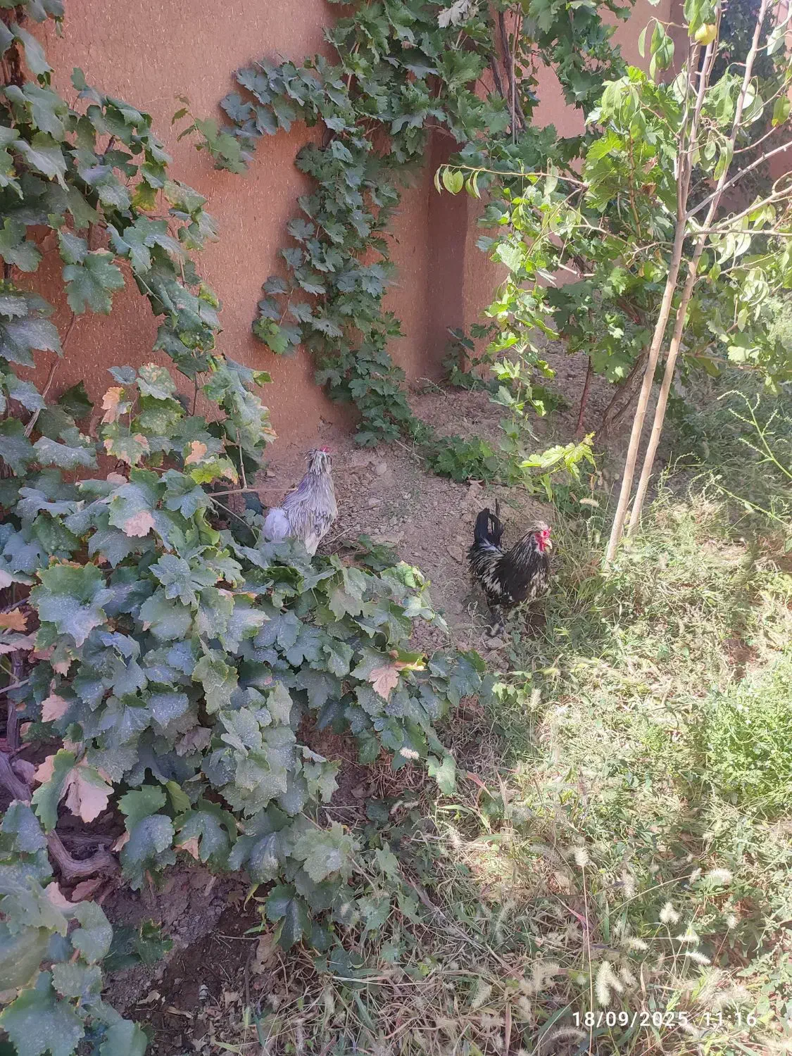 فروش تخم نطفه دار|حیوانات مزرعه|نجف‌آباد, حومه نجف آباد|دیوار