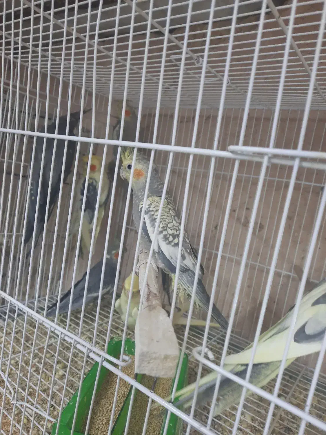 طوطی عروس|پرنده|سبزوار, توحیدشهر|دیوار