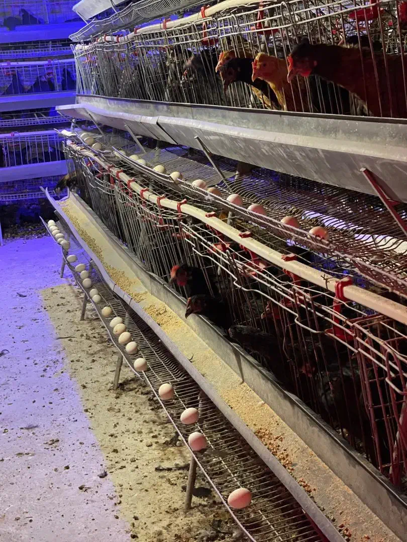 تخمش داشته باش دستگاش با من(شراکت تضمینی)|حیوانات مزرعه|شیراز, اصلاح‌نژاد|دیوار