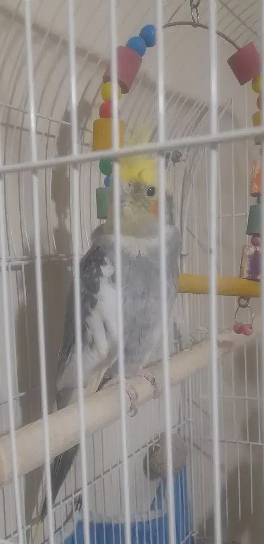 عروس هلندی ابلغ|پرنده|مشهد, محمدآباد|دیوار