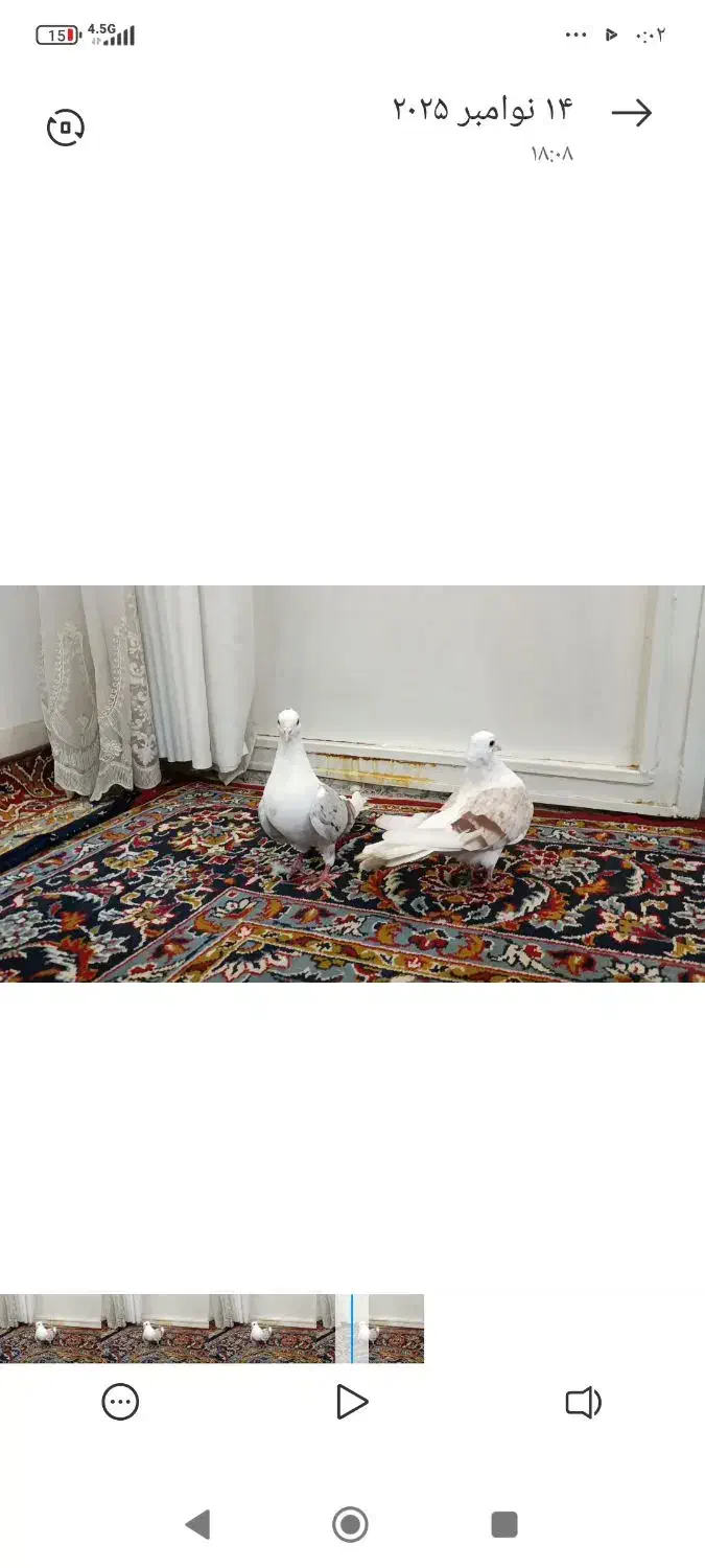 کبوتر|پرنده|خرم‌آباد, |دیوار