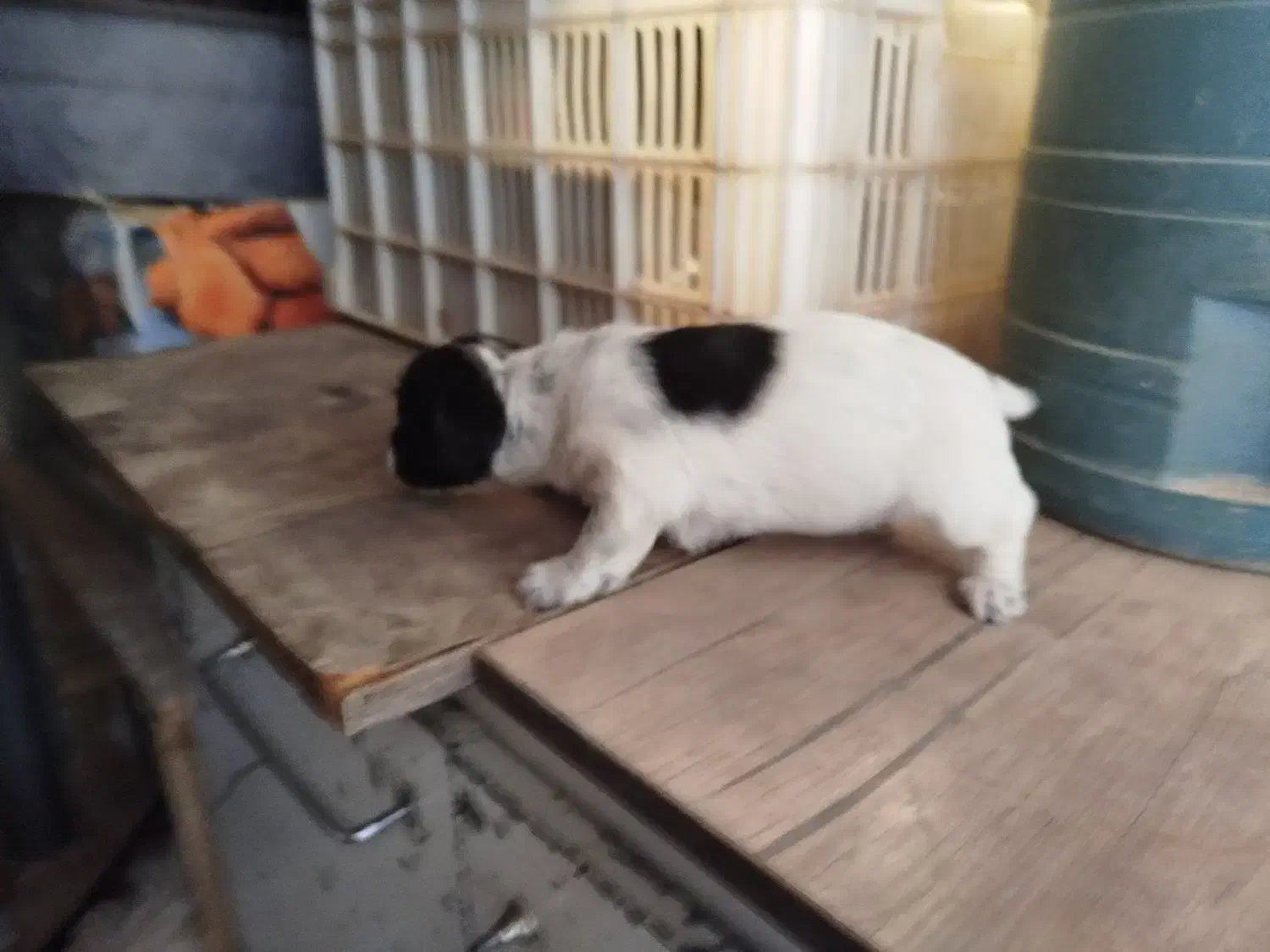 سگ پاکوتاه هاوانیز|سگ|کرمانشاه, |دیوار