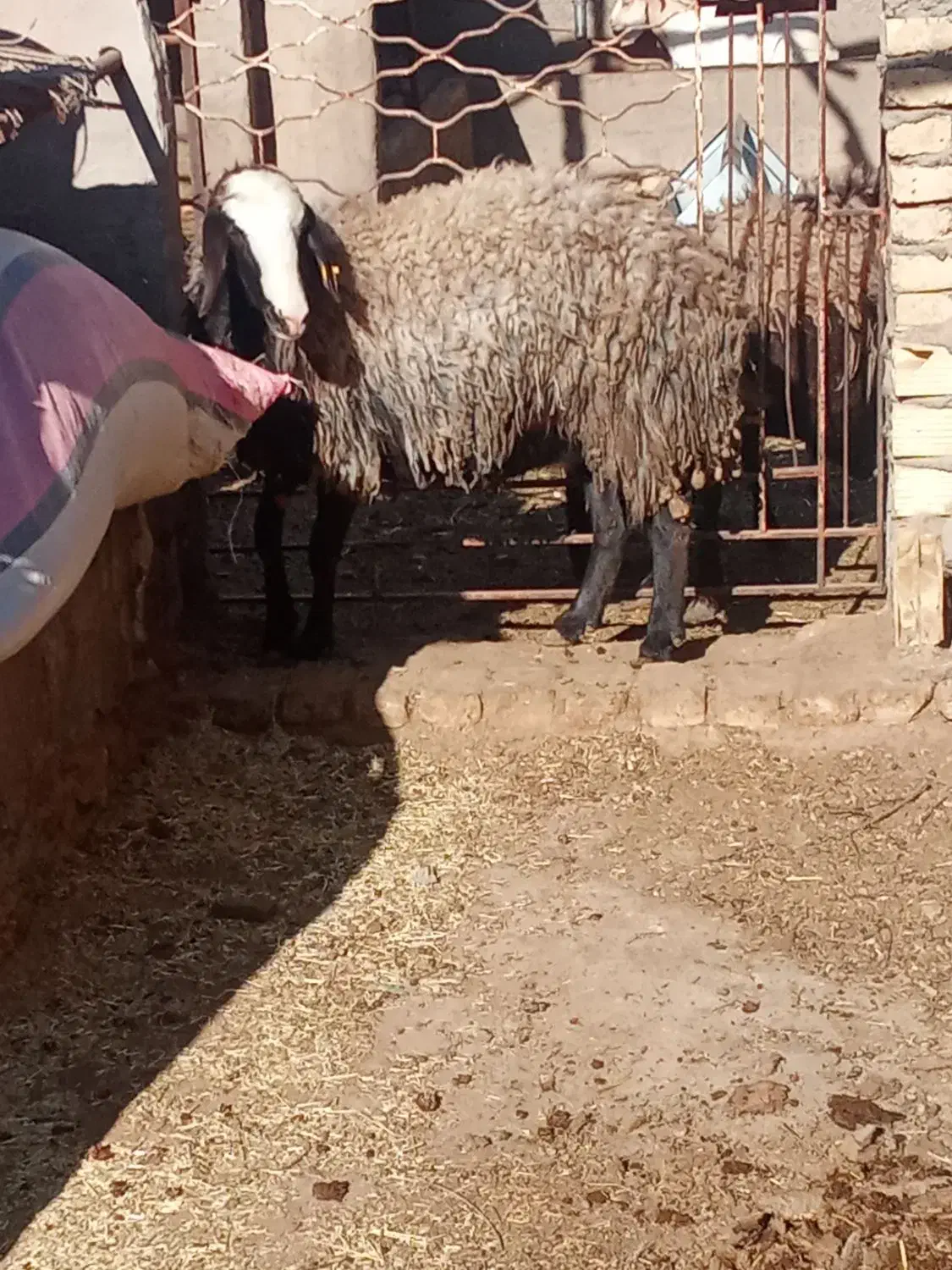 شبشک شال|حیوانات مزرعه|یزد, |دیوار