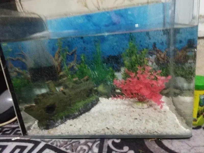 آکواریوم بزرگ شیشه خم شرکتی|ماهی|پاکدشت, پاکدشت (مامازند)|دیوار