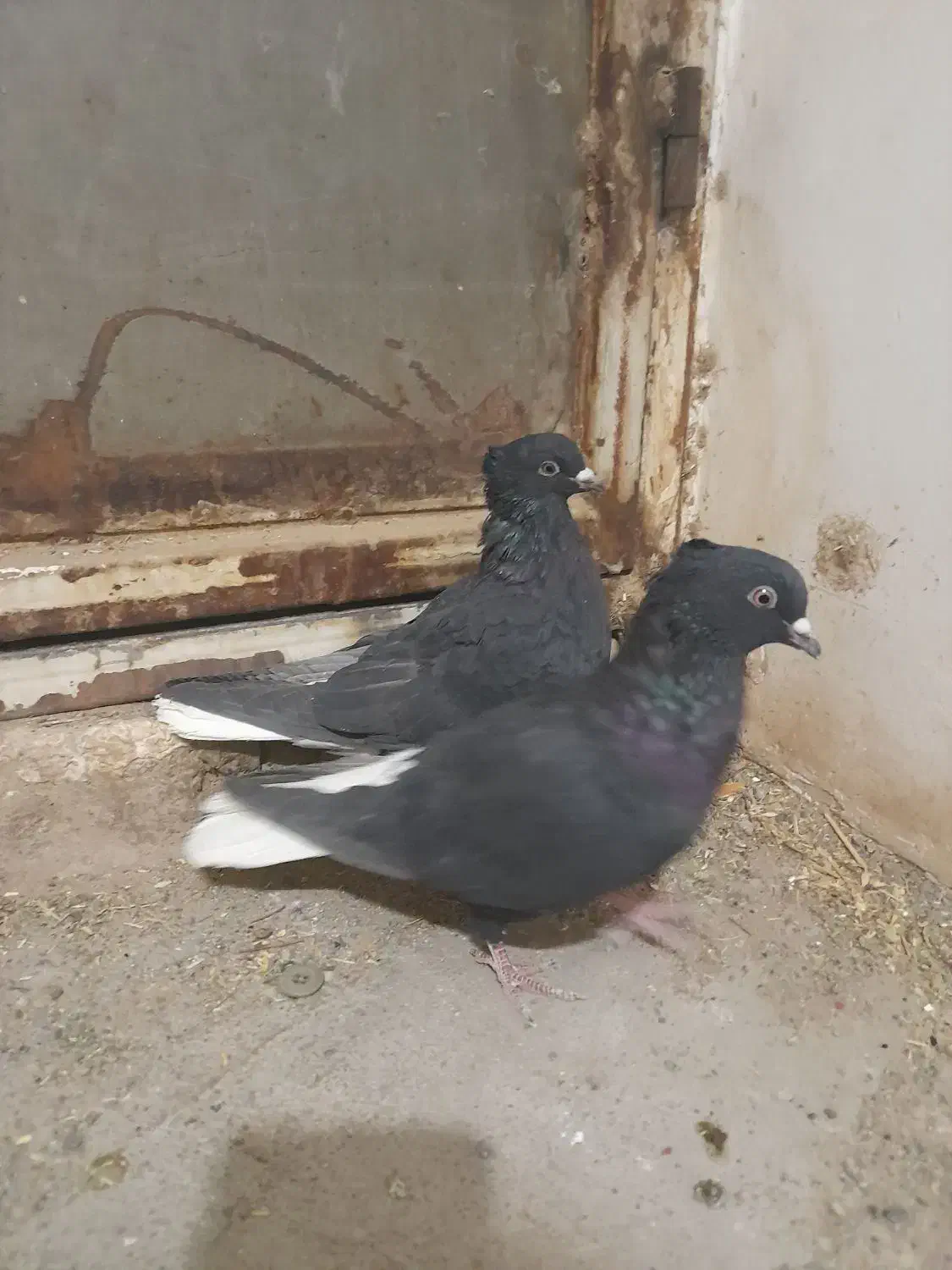 کفتر|پرنده|سبزوار, جنت|دیوار