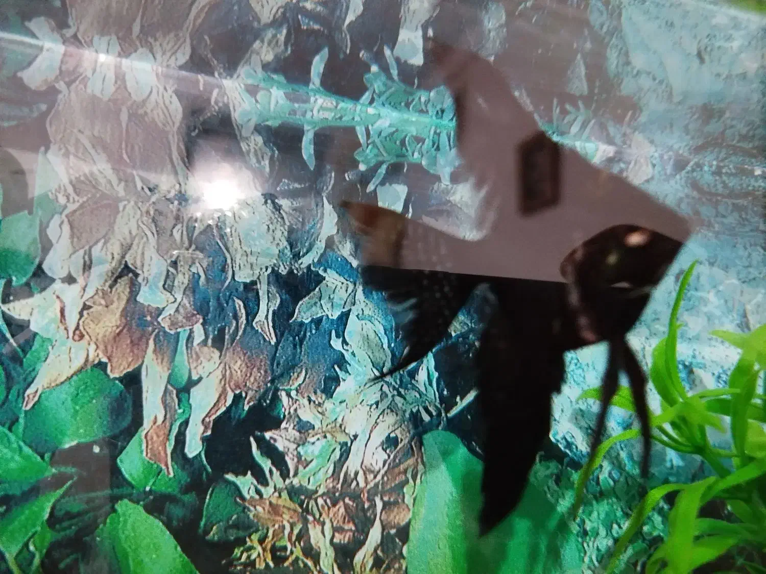 ماهی آنجل|ماهی|قروه, |دیوار