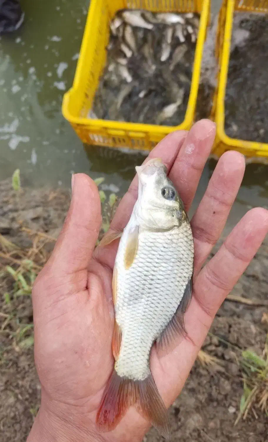 بچه ماهی کپور بشقابی|ماهی|مشهد, آبادگران|دیوار