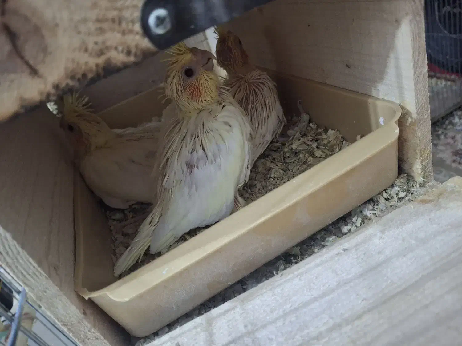 عروس هلندی با جوجه|پرنده|بندرعباس, |دیوار