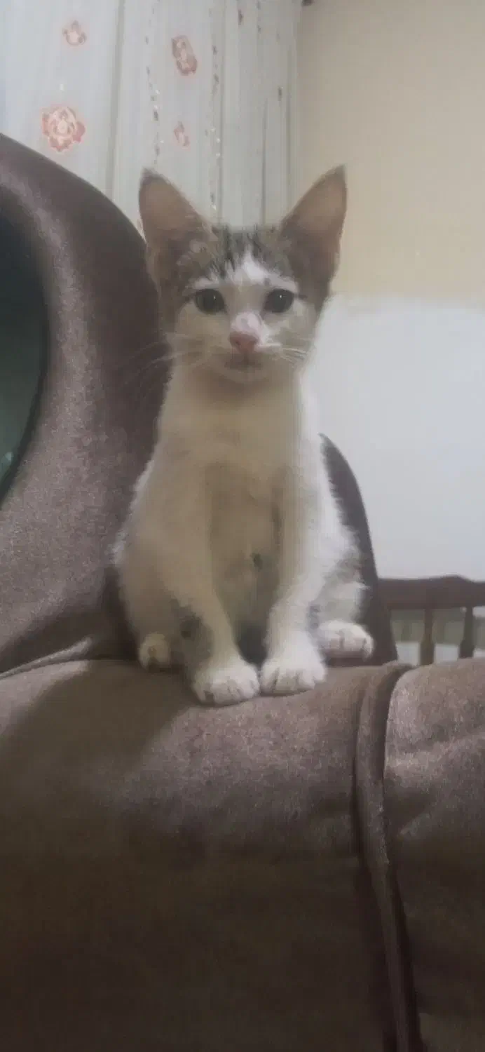 بچه گربه 3ماهه|گربه|کلاله, |دیوار