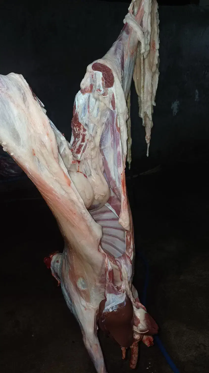 گوشت تیربز چاق کبابی بیگ چاق|خوردنی و آشامیدنی|مسجد سلیمان, |دیوار