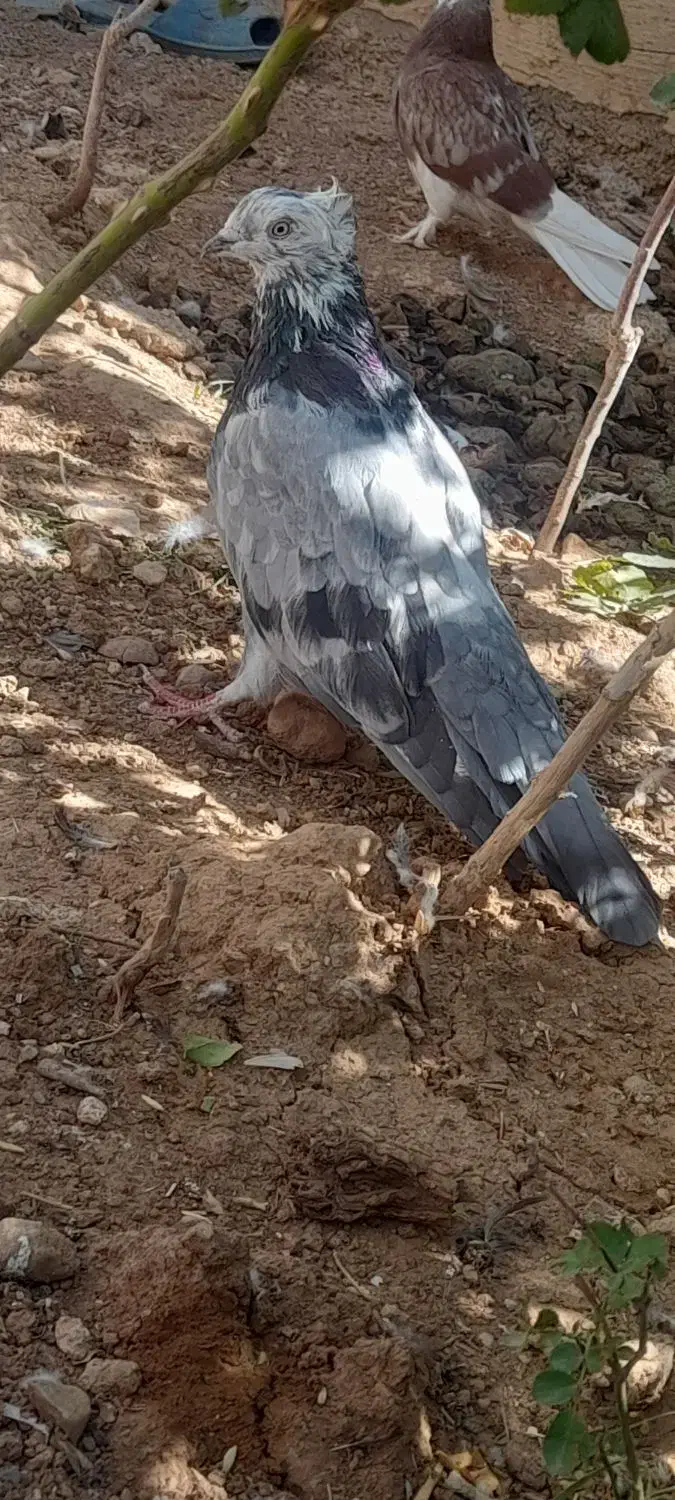 کبوتر|پرنده|فارسان, |دیوار