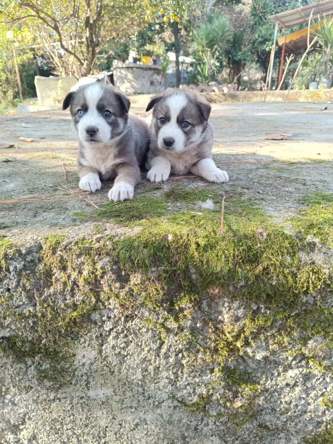 توله سگ هاسکی خالص|سگ|ماسال, |دیوار