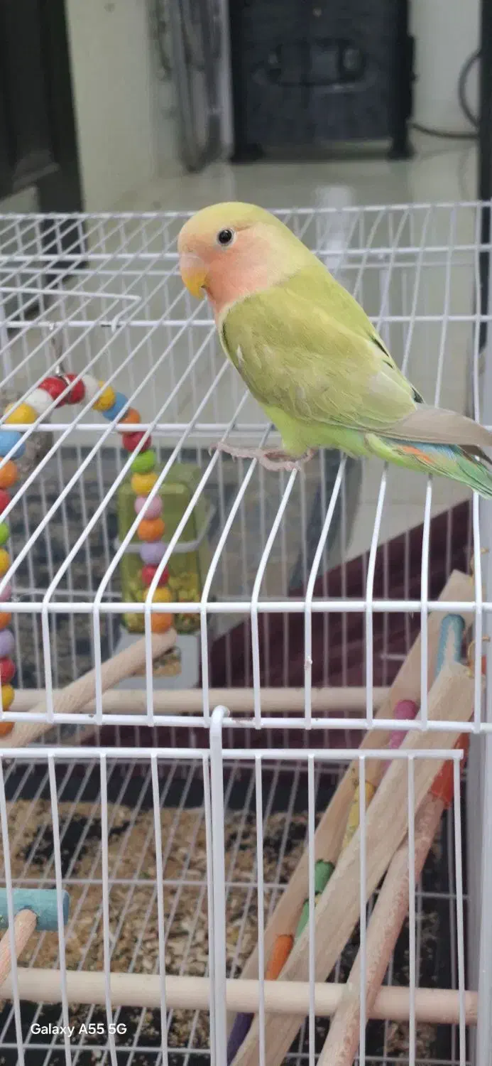 مینا و کوتوله|پرنده|مشهد, فدک|دیوار