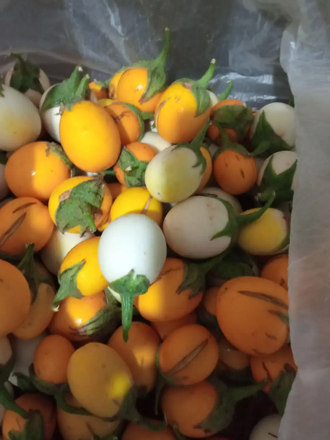 بذر بادمجان تخم مرغی و ...|حراج|اهواز, شهرک دانشگاه|دیوار