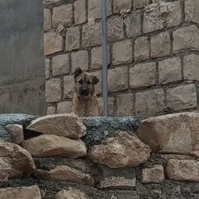 واگذاری توله سرابی شجره دار|سگ|تبریز, |دیوار