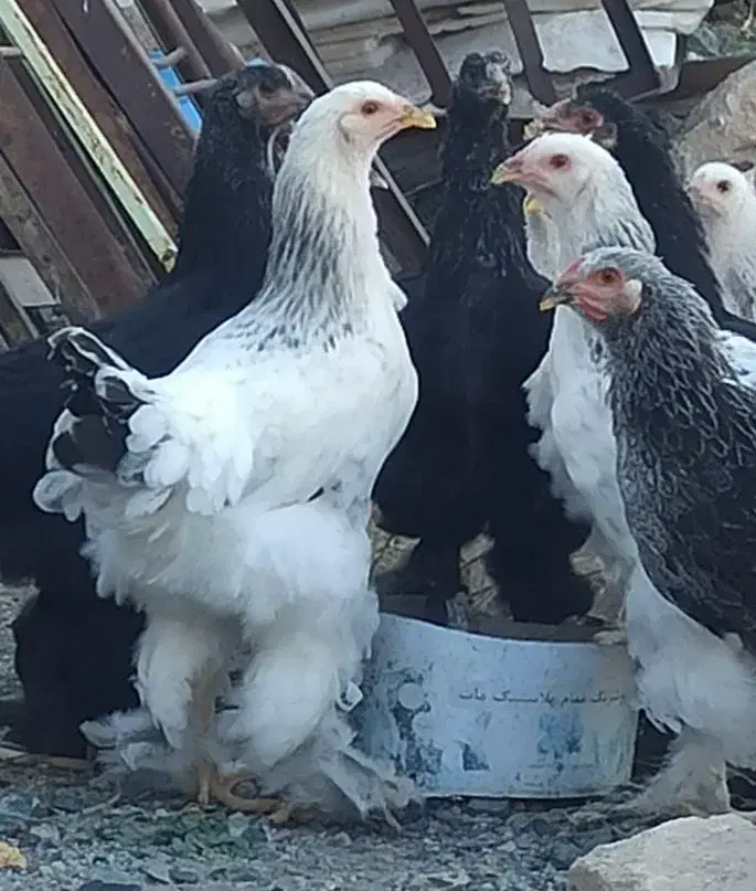 نیمچه برهما|حیوانات مزرعه|بیلوار, |دیوار