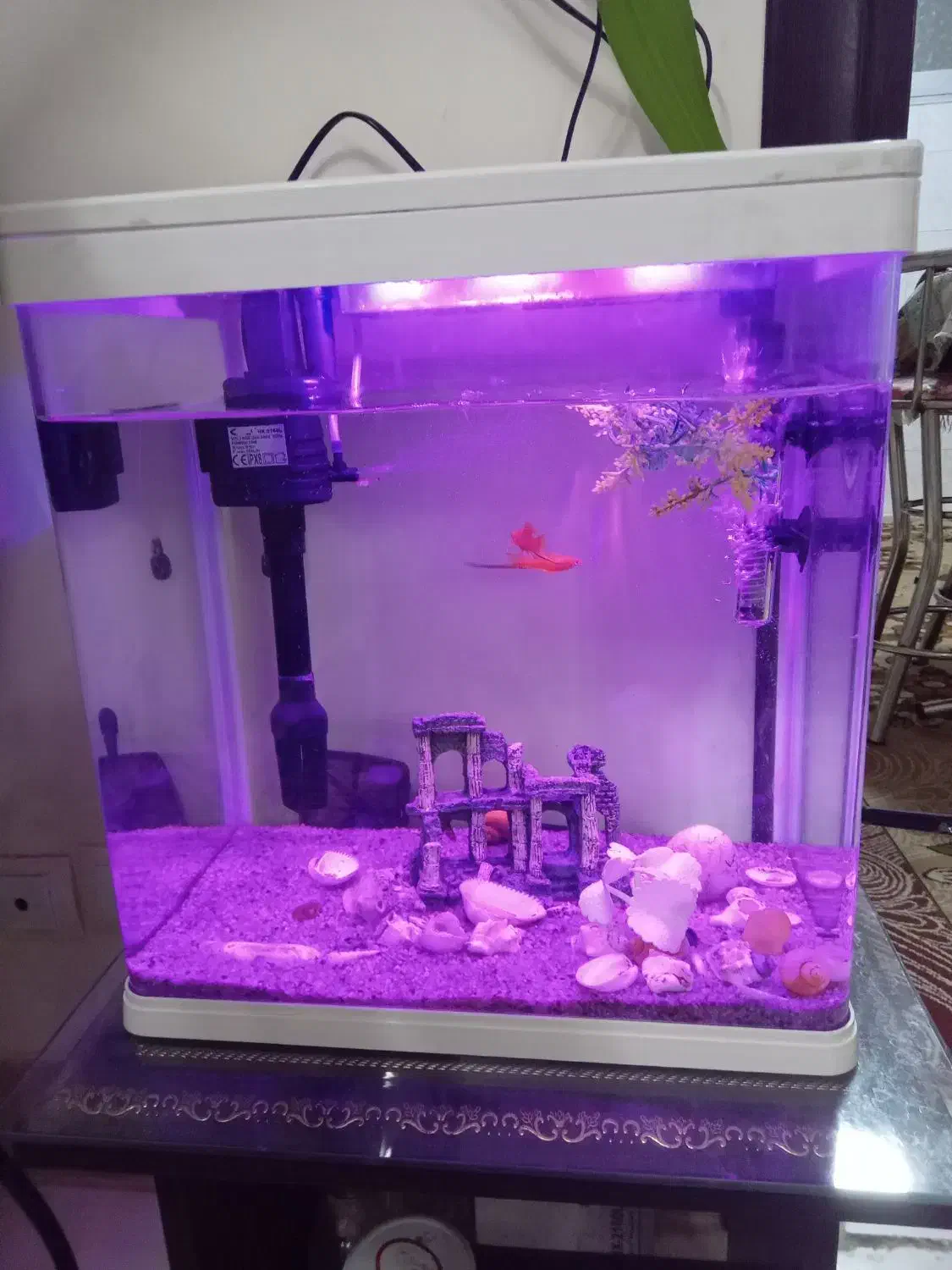 فروش اکواریوم|ماهی|ابریشم, |دیوار