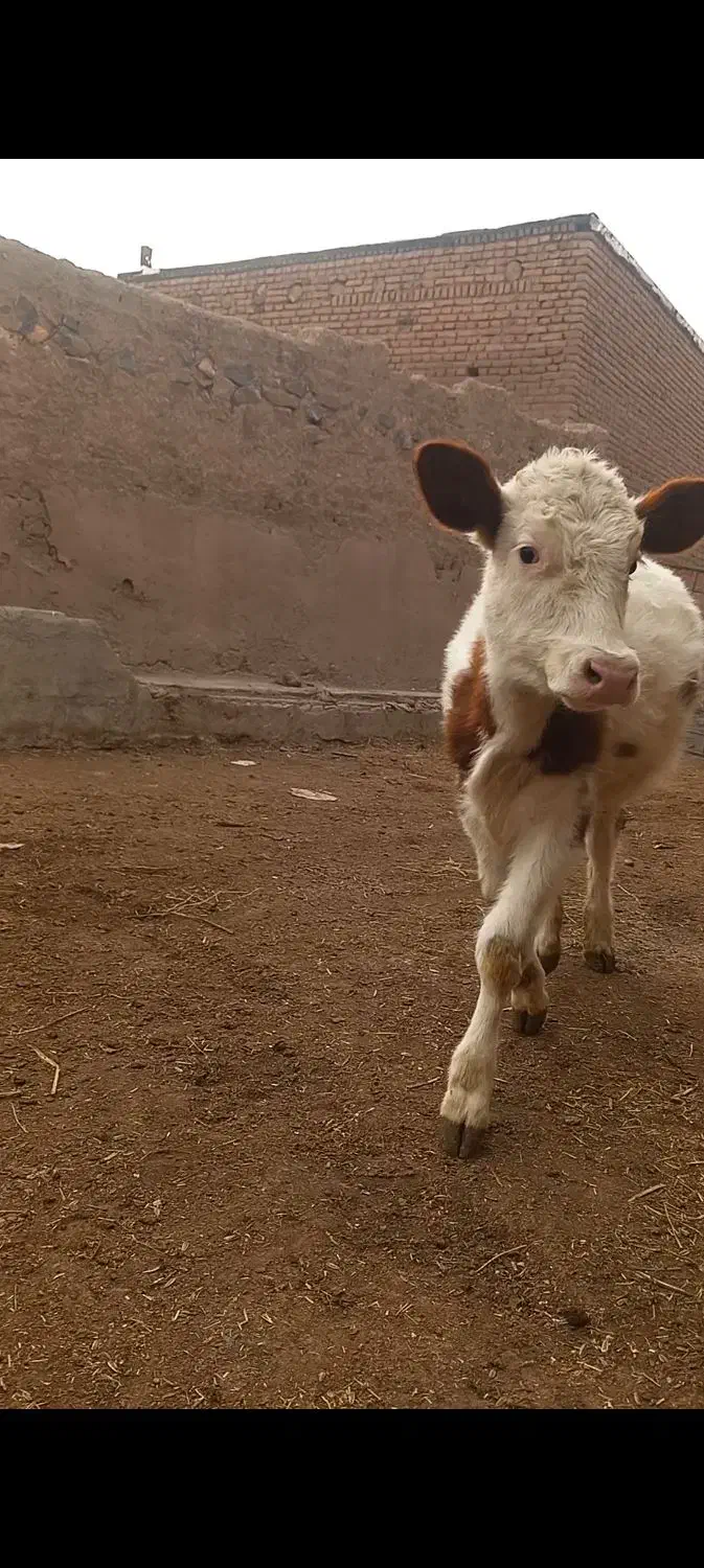 گوساله سیمنتال|حیوانات مزرعه|ایواوغلی, |دیوار