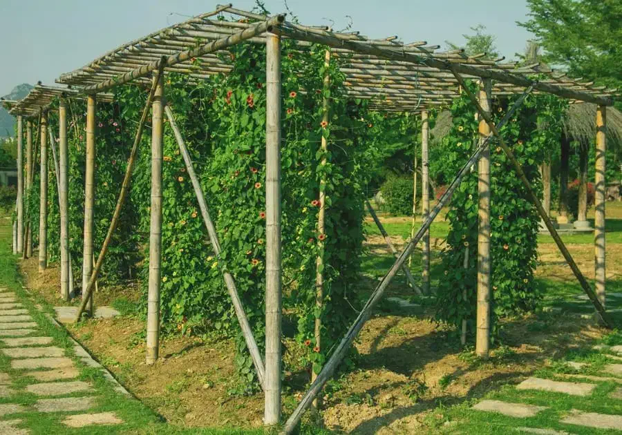 نصب تالار انگور آلاچیق ثبات با چوب|خدمات پیشه و مهارت|کاشان, دانش|دیوار