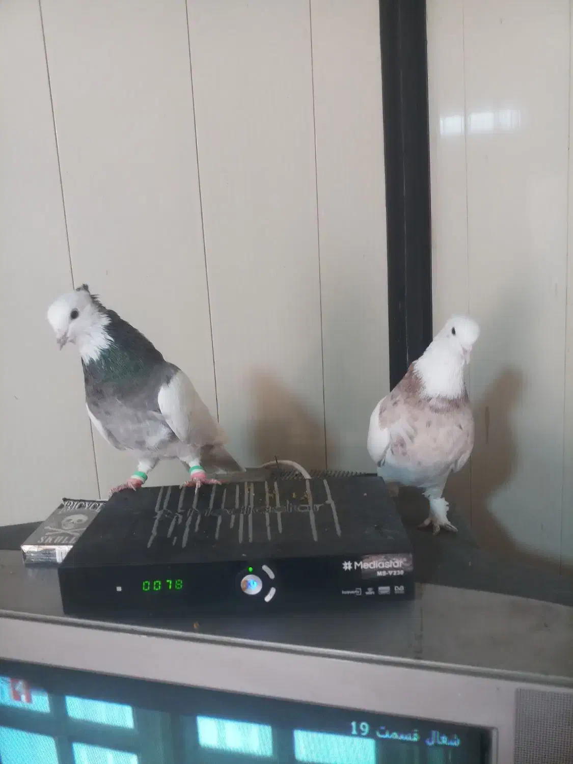 طوقی وسینه ودمبی|پرنده|شیراز, تندگویان|دیوار