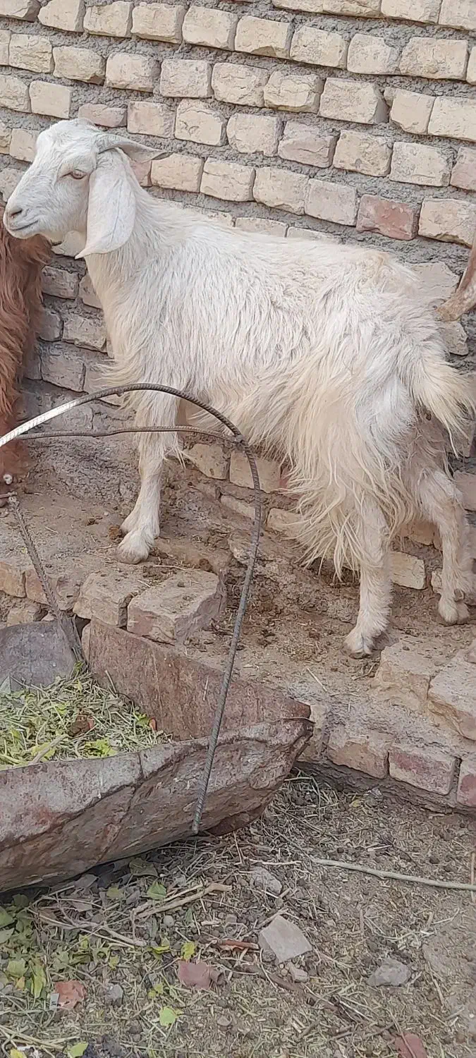 بز و کولار|حیوانات مزرعه|فردوس (خراسان), |دیوار