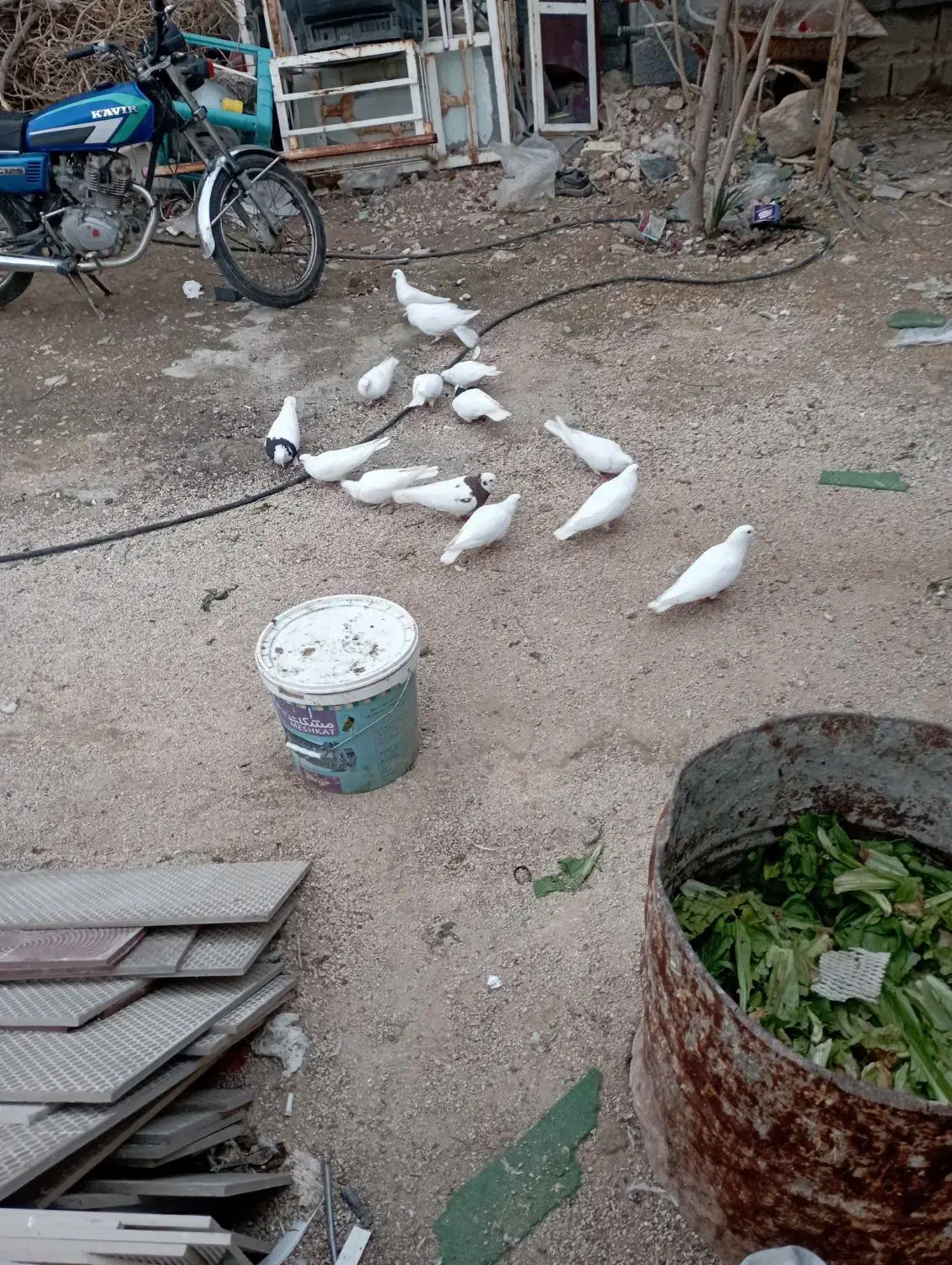 کبوتر سفید یک دست|پرنده|جم, |دیوار