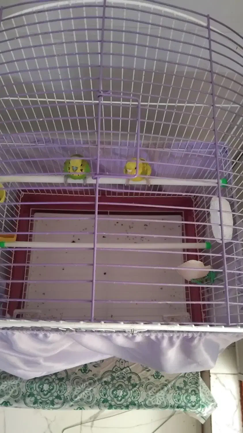 یک جفت مرغ عشق باقفس|پرنده|چهاردانگه (تهران), |دیوار