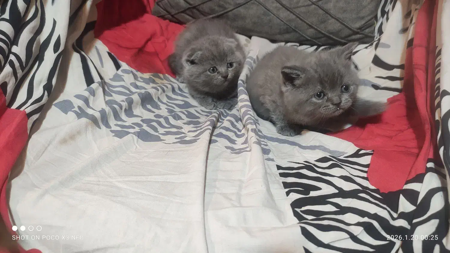 گربه های طوسی|گربه|چهاردانگه (تهران), |دیوار