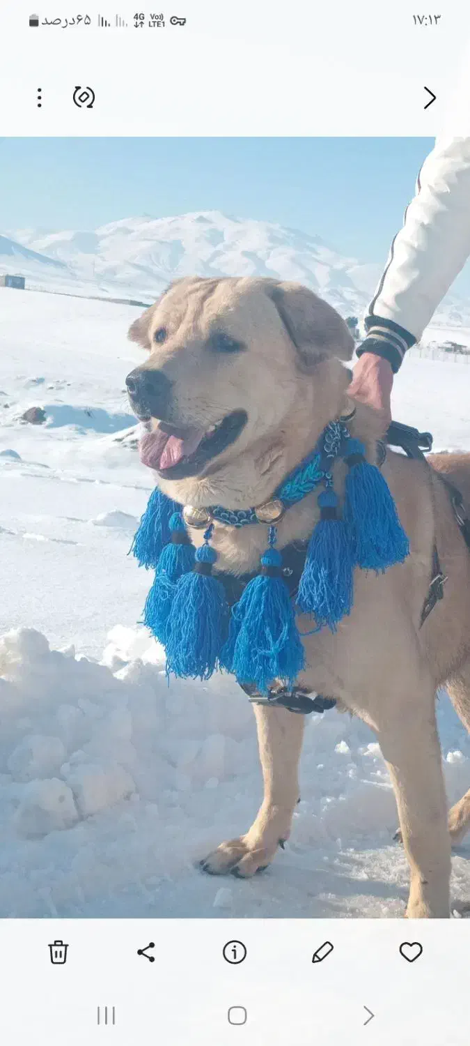 دزدیده شوده|حیوانات|انزل, |دیوار