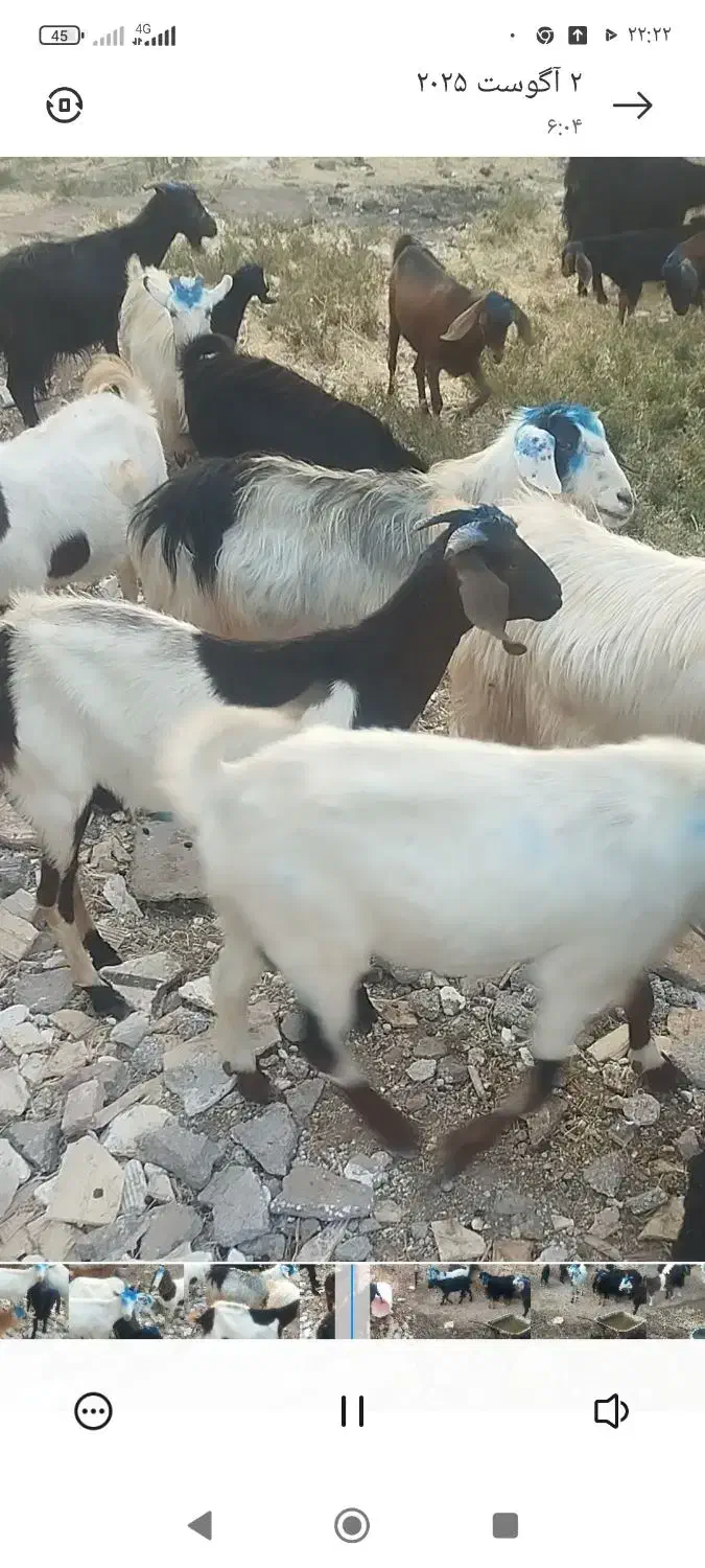 چهل راس بز جوان|حیوانات مزرعه|اهر, |دیوار