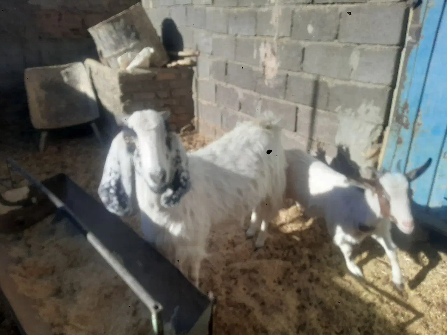 بز جوان|حیوانات مزرعه|فردوس (خراسان), |دیوار