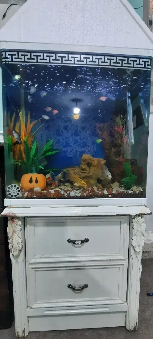 آکواریوم ماهیان گیاهخوار ۶۰×۵۵×۳۵|ماهی|خرمآباد, |دیوار