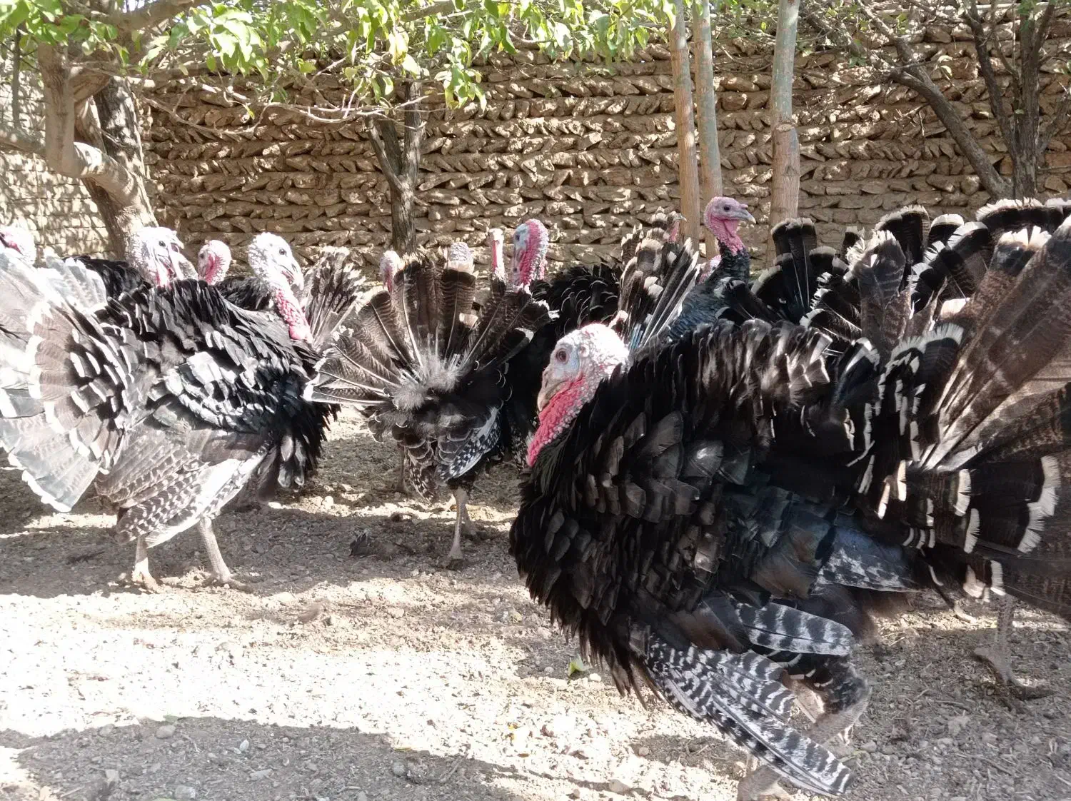 بوقلمون زنده|حیوانات مزرعه|قیدار, |دیوار