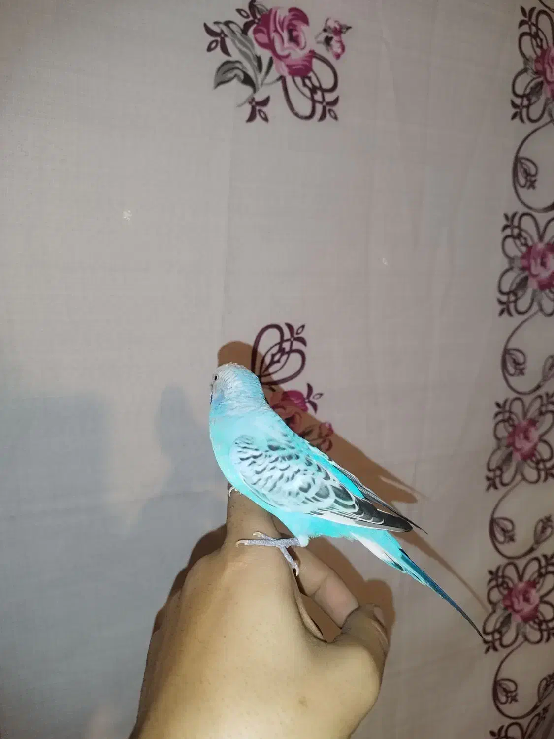 یک‌جفت مرغ عشق|پرنده|رزن, |دیوار